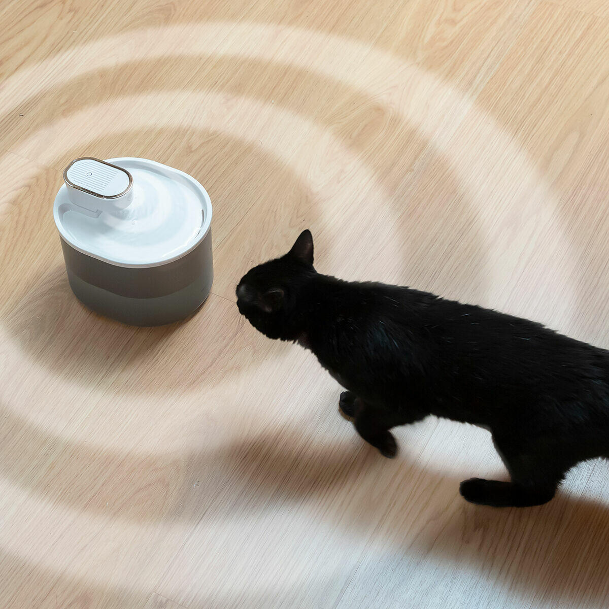 Fuente para Gatos